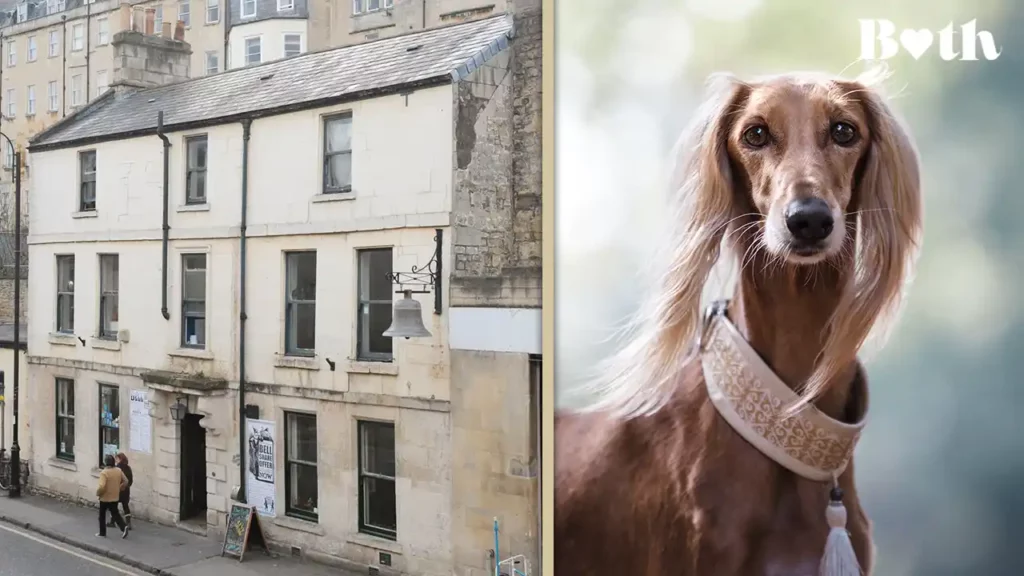 the bell in bath dog friendly pubs