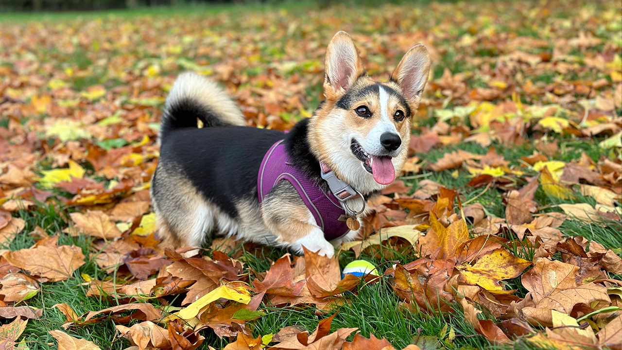 10 Best Dog Walks In Bath in 2023 Love Bath